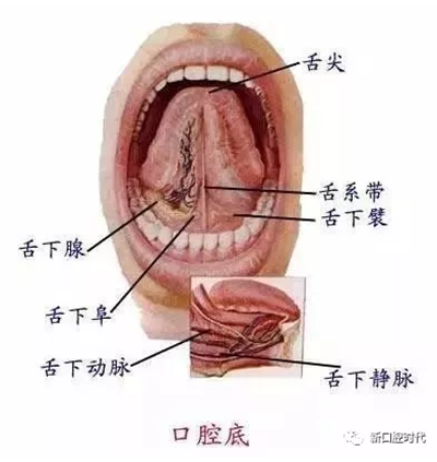 口腔科相关解剖图