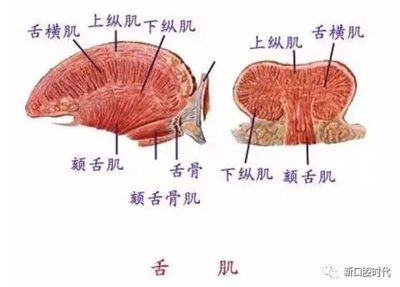 口腔科相关解剖图