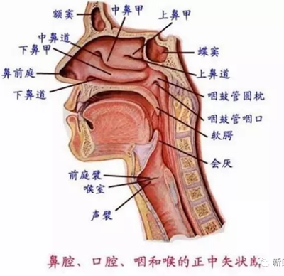 口腔科相关解剖图