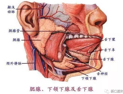 口腔科相关解剖图