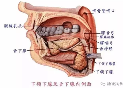 口腔科相关解剖图