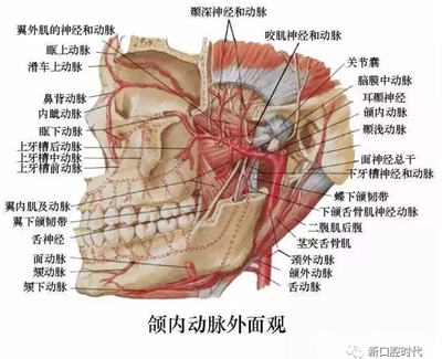 口腔科相关解剖图