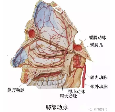 口腔科相关解剖图