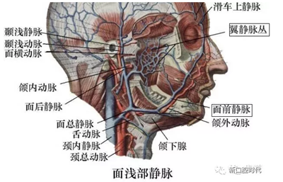 口腔科相关解剖图