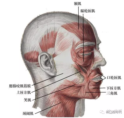 口腔科相关解剖图