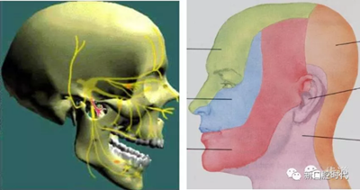 口腔科相关解剖图