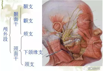 口腔科相关解剖图