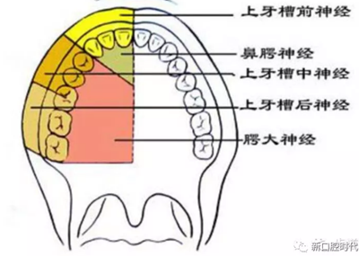 口腔科相关解剖图