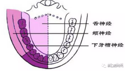 口腔科相关解剖图