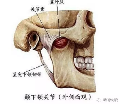 口腔科相关解剖图