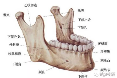 口腔科相关解剖图