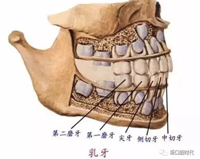 口腔科相关解剖图