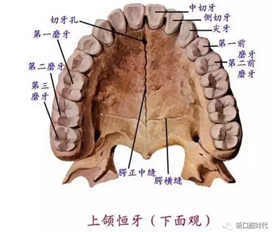 口腔科相关解剖图