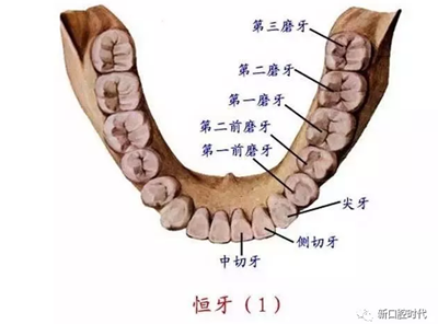 口腔科相关解剖图