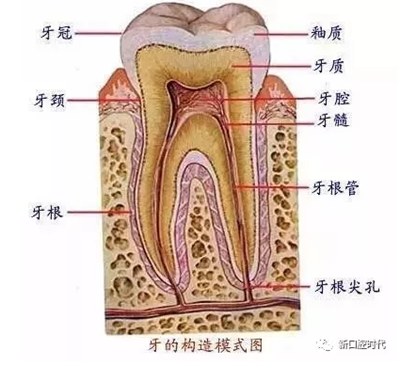 口腔科相关解剖图