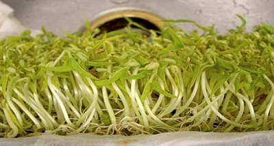 你知道绿豆芽是怎么种出来的吗？疫情当前解决吃菜问题