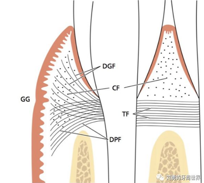 牙周解剖（一）：角化龈和附着龈争议总结