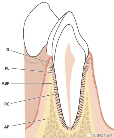 牙周解剖（一）：角化龈和附着龈争议总结