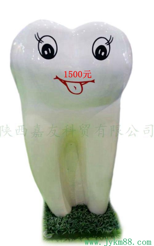 牙模-牙科模型1.2米